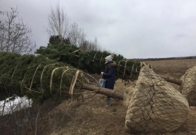 Ландшафтные работы, посадка крупномеров